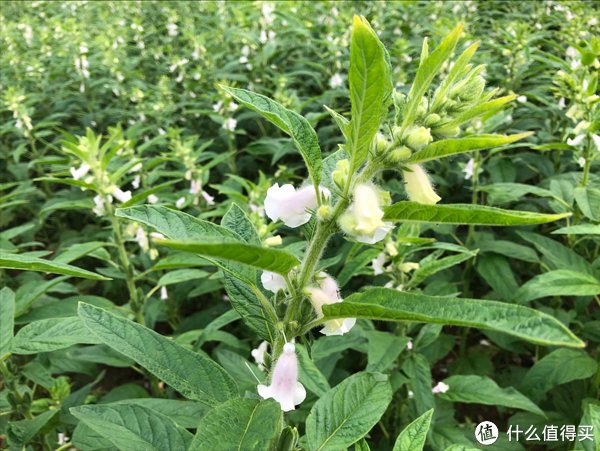 这些蔬菜晒干之后，留着冬天吃，炖肉蒸包子真香，今年你都晒了啥？
