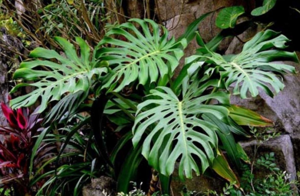 家里养5种观叶植物，冬天不抗冻，及时补足养分，增加抗寒能力