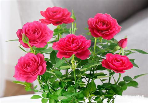 月季不开花2招搞定，花朵鲜艳好看，一茬接一茬