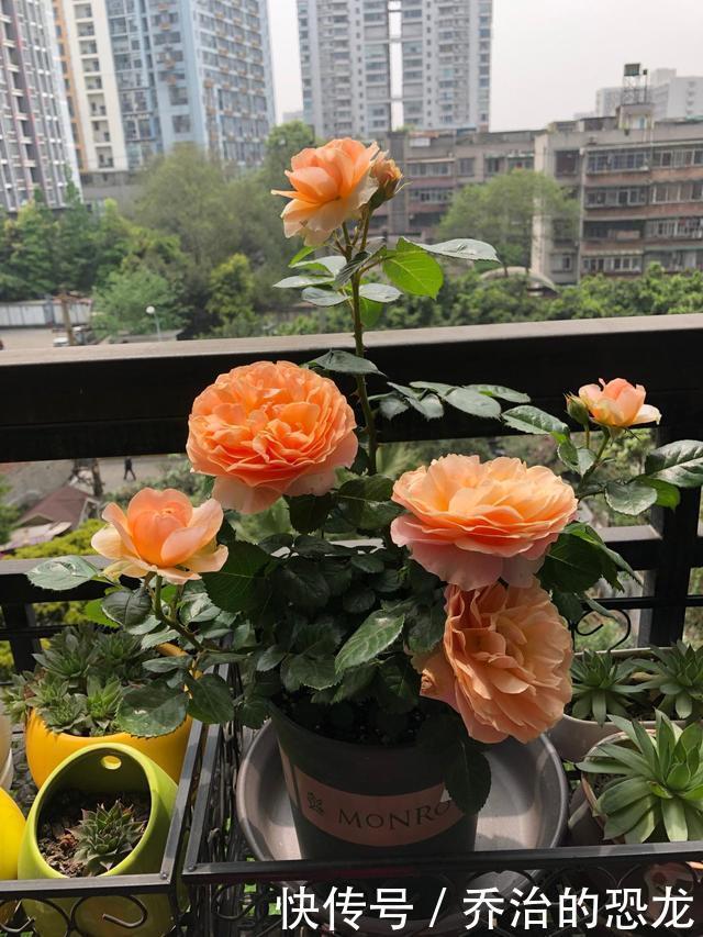 杏色|阳台养一株“杏色露台”,四季都有花看,赏花又闻香,种植也不难