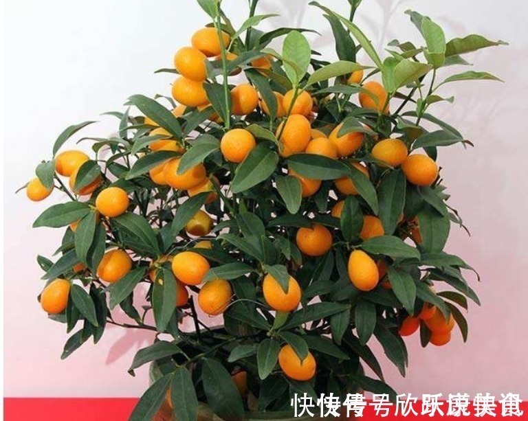 “4种花”一定要养,寓意新一年红红火火,蒸蒸日上,幸福满满!