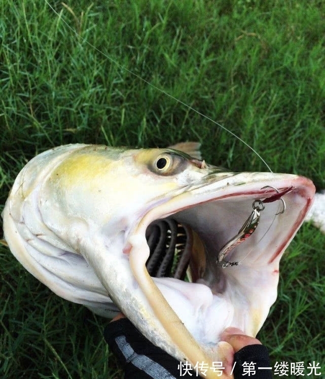 路亚|此鱼的力气比牛还大,常常被人们称之为“水中的鱼霸”