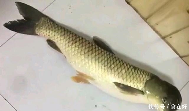 钓鱼|和媳妇野钓一条怪异大鱼,老丈人非要挖坑埋了,我该怎么做?