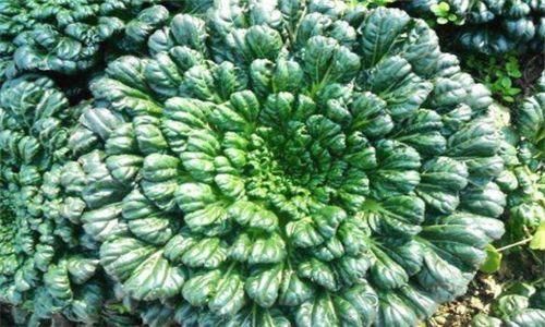 排毒养颜|聪明女性喜欢吃3种食物,排毒养颜、滋润肌肤,好处多多!