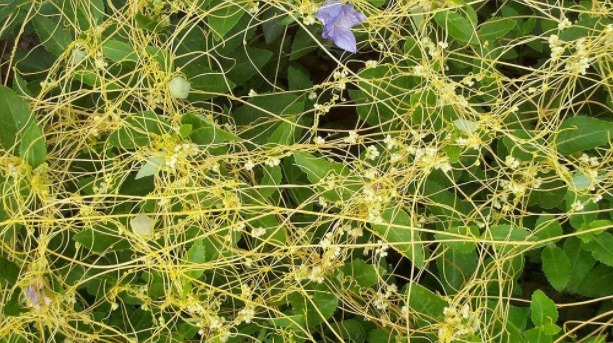 补肾|李时珍眼中的补肾“神草”，不想人未老肾先衰，3种用法值得一试