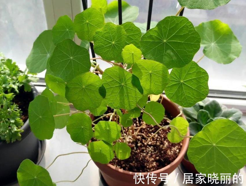 杀菌剂|多菌灵还能这样用,用处很多,养花必备