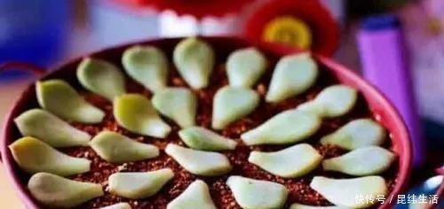 养花|养花爱好者看过来这15种花现在“扦插”,生根快,一个周就长芽