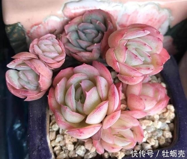 兰石|7字秘诀来养多肉，入坑9年多肉植物没徒也没腐