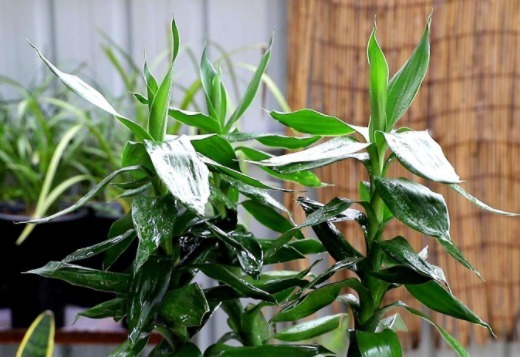 3种花一脸“富贵相”，栽上一盆，八方来财、日子过得年年有余