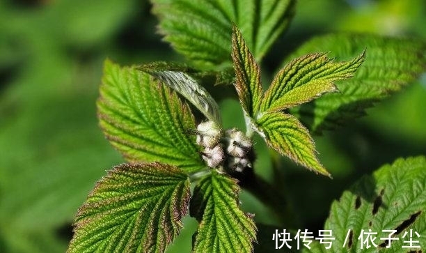 生肖|4天后，旧爱缠绵，旧爱难忘，三大生肖财旺福旺，缔结良缘