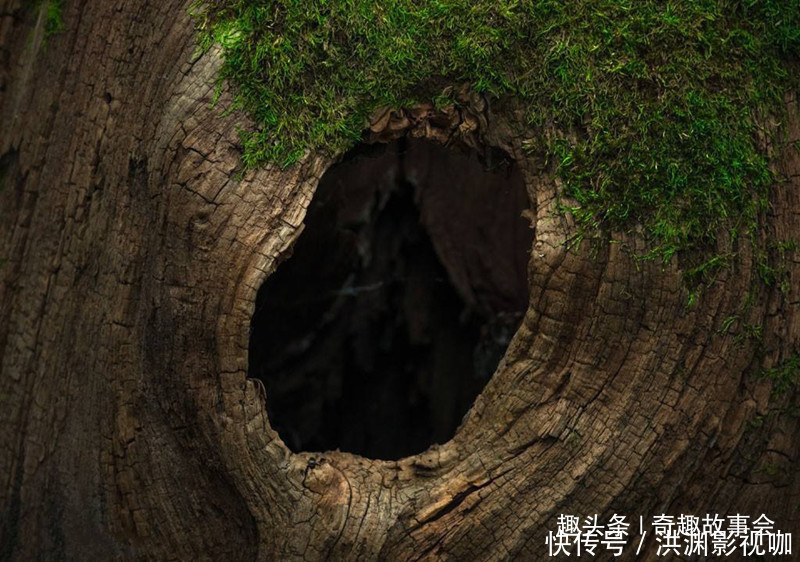 故事:老人救了一只小鸟,善心在300年后产生