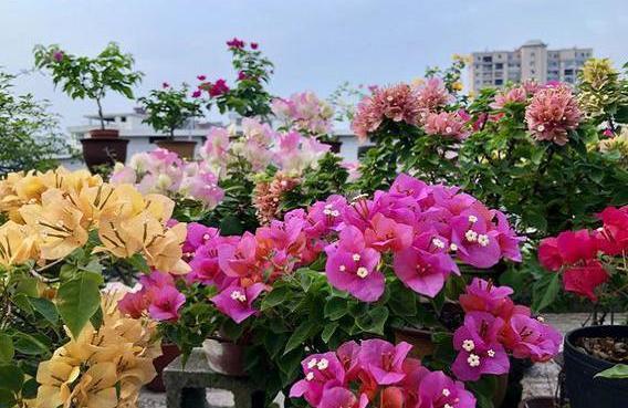 养三角梅，学4招，叶绿枝壮，花苞抢着冒，一次开成“花树”