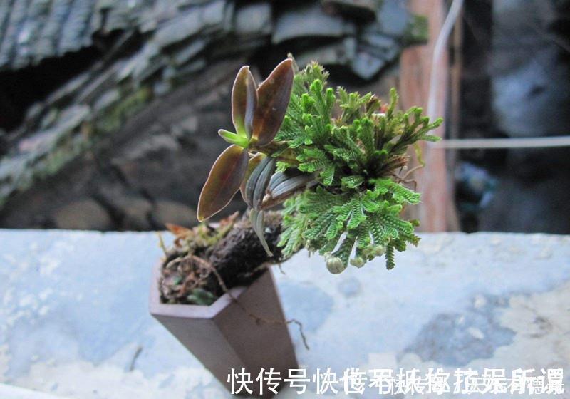 九死还魂草，号称生命力最顽强的植物，观赏价值高，还可做盆景