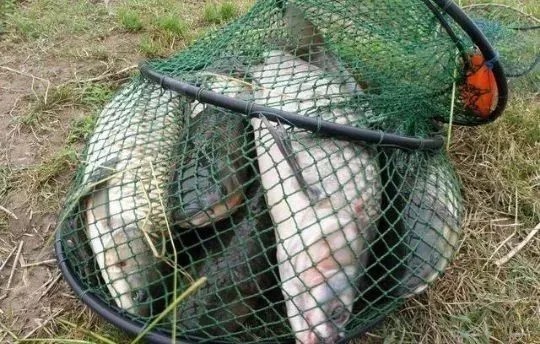 蚯蚓上鱼太慢?教你3种“作弊”的方法,鱼获轻松翻2倍!