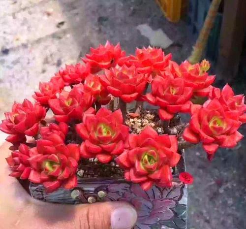 新芽|徒长的多肉蒂亚,一狠心叶片全撸了,冒新芽长成小老桩!