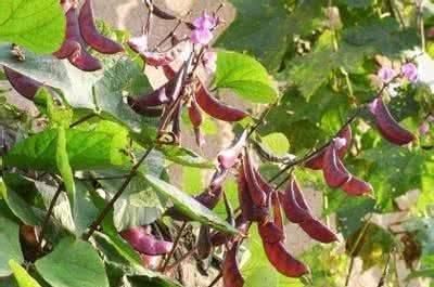 这种豆子降血糖、降血脂、降血压，生活中遍地都是