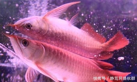 一条鱼卖400万!创造了世界吉尼斯纪录,凭啥卖这么贵?