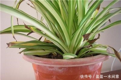 吊兰别随便放,这2个“位置”不好,很容易黄叶,别忽视!