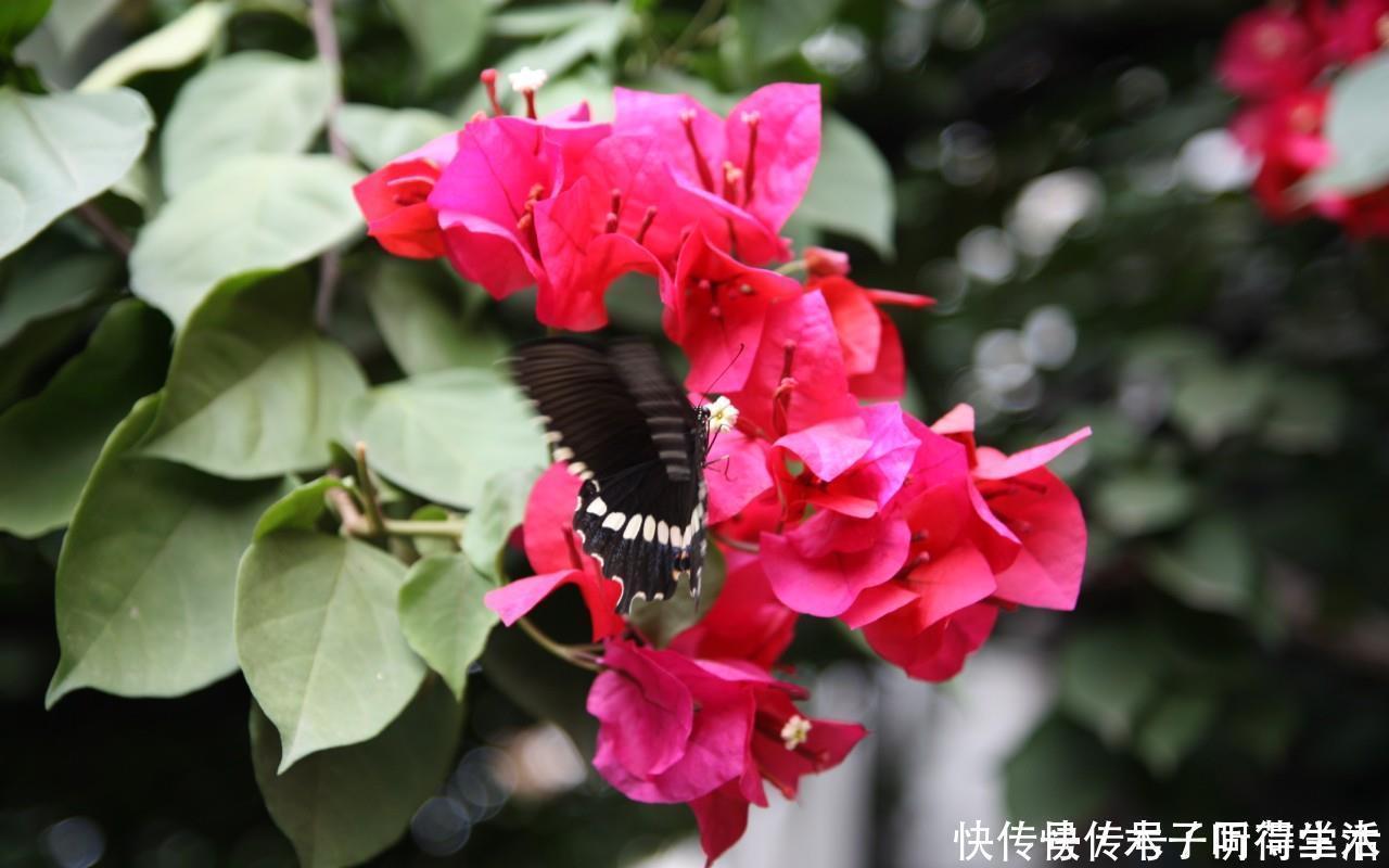 容器|三角梅泡水多久能生根？用这个方法很快就可以