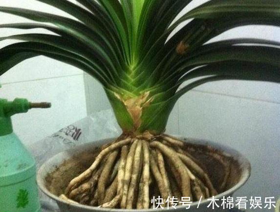 光照|君子兰根系粗壮,花箭乱窜,多亏了这2步,现在实施时间正好!