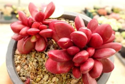 多肉克拉夫其实有两种，你是两种都养过，还是只养过其中一种呢？