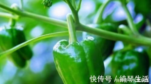 养肝|养肝就是保命,3种食物,农村不起眼,城里人没吃过,能养肝护肝