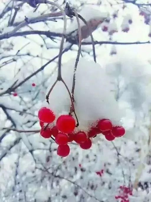 初心|小雪：岁月从容，初心若雪