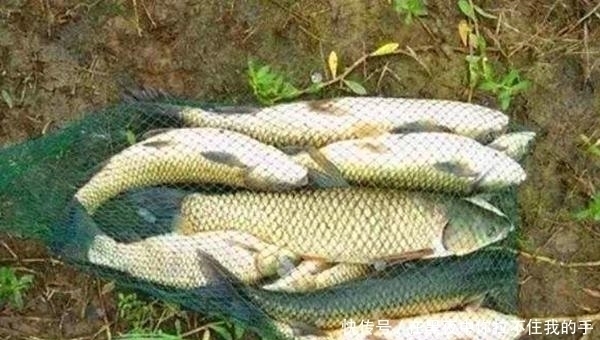 夏季远投钓草鱼的多种方法,可钓底可钓浮,让你轻松钓获大草鱼