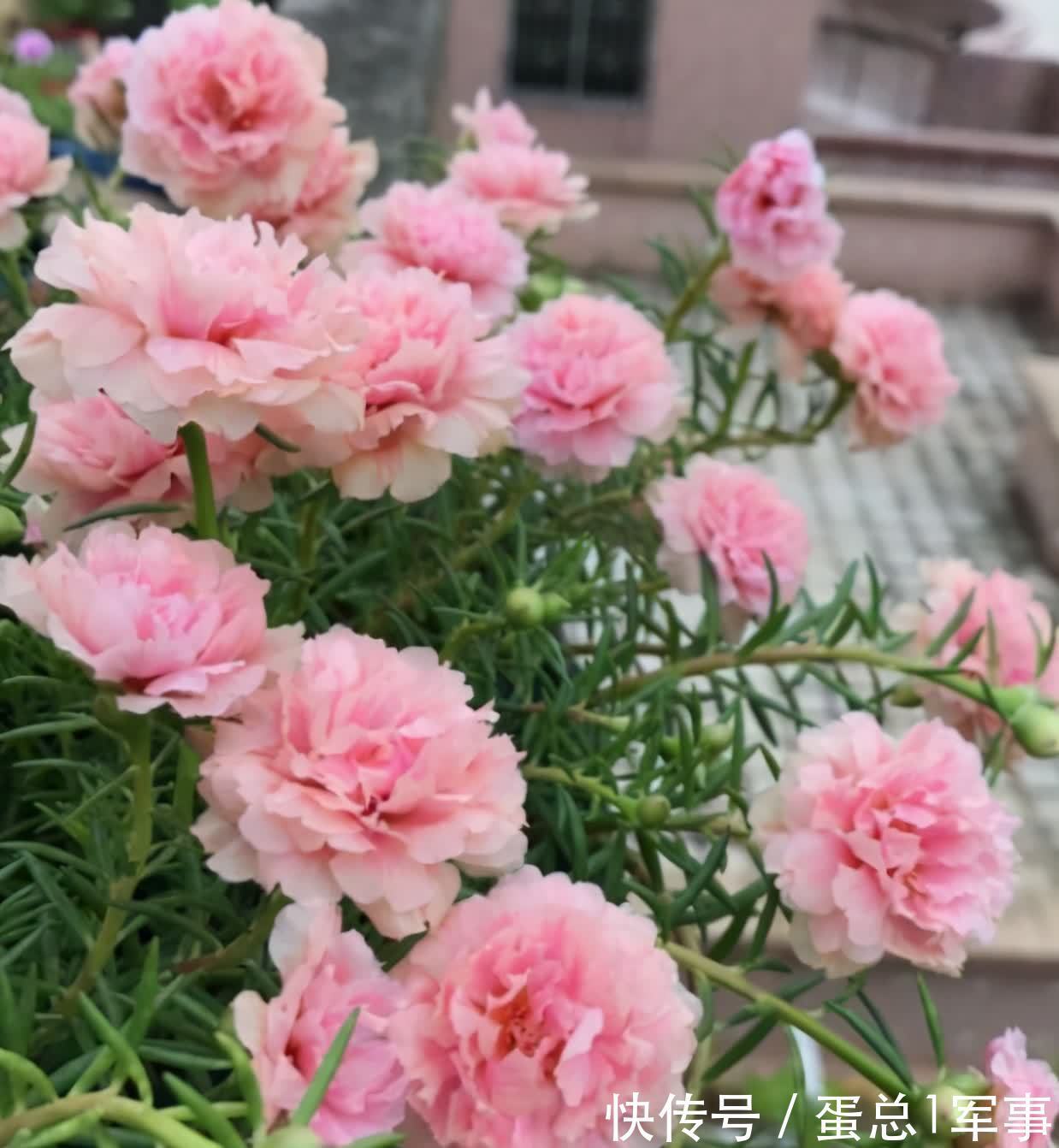 成活率|八九月份，适合扦插“7种花”，成活率高