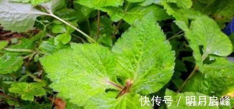 金铃子金铃子|会吃的人最健康,不妨多吃的食物,护肝明目,活血补血