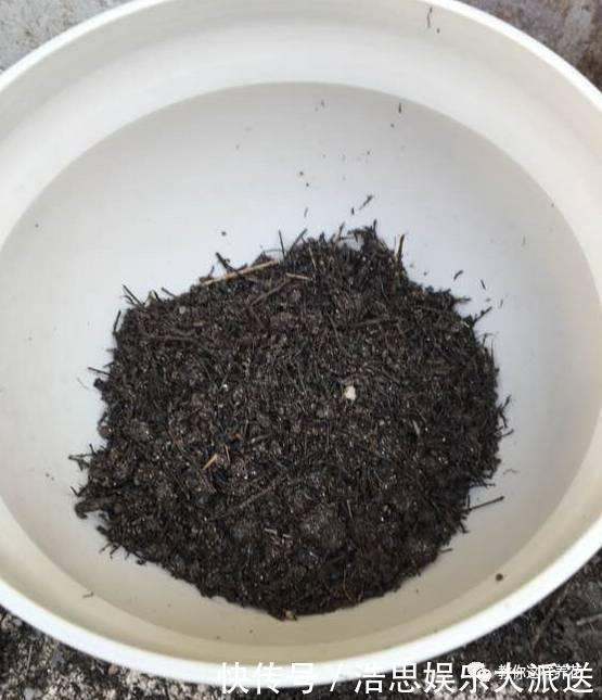 花友|用好3招,吊兰马上抽条长新叶,还呼呼开花!