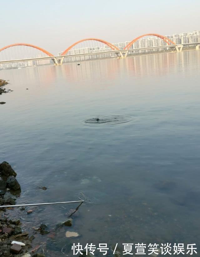  老人湘江边钓上一米多长的大青鱼，圆滚滚的像小猪