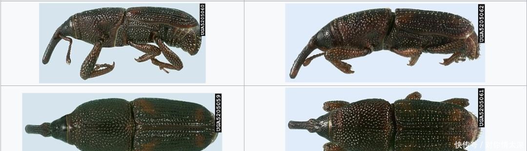 米袋|米袋里为何会凭空出现虫子,你吃的每碗饭里,都可能有他们的痕迹