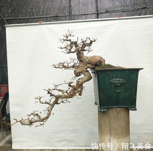 盆景大咖说玩盆景少不了玩根,那么盆景桩头的根系造型有哪些