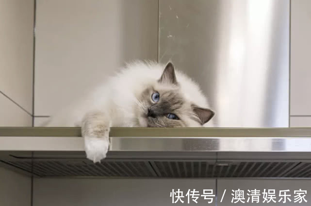 收纳|入住3年的房子还像新的一样,家有猫狗照样干净,强迫症极度舒适