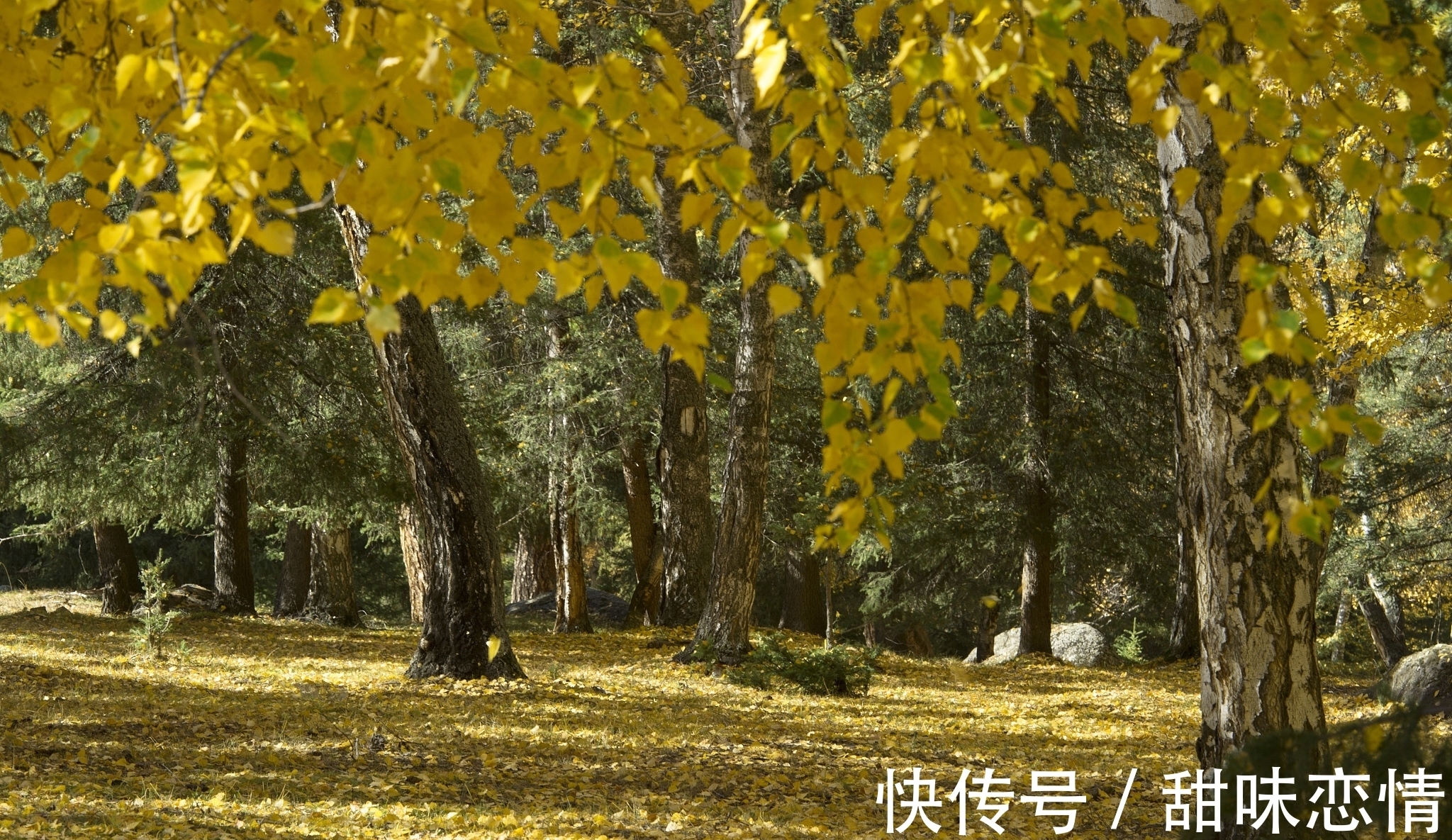 诗词#近体诗/七绝.秋兴之十一一见落叶生感慨(附悬联并求对)