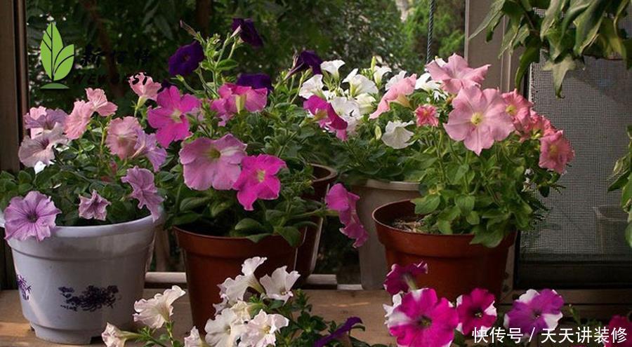 侧芽|5种花,夏天要“狠修剪”,剪的越多,花枝越多,好度夏