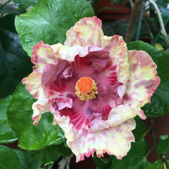 植株|夏季养花一浇水就死,一施肥就烂根重点在这里,促休眠3点措施