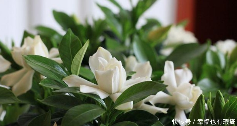 花期最长的“4种花”，一开就是300多天，花期长，花惊艳！