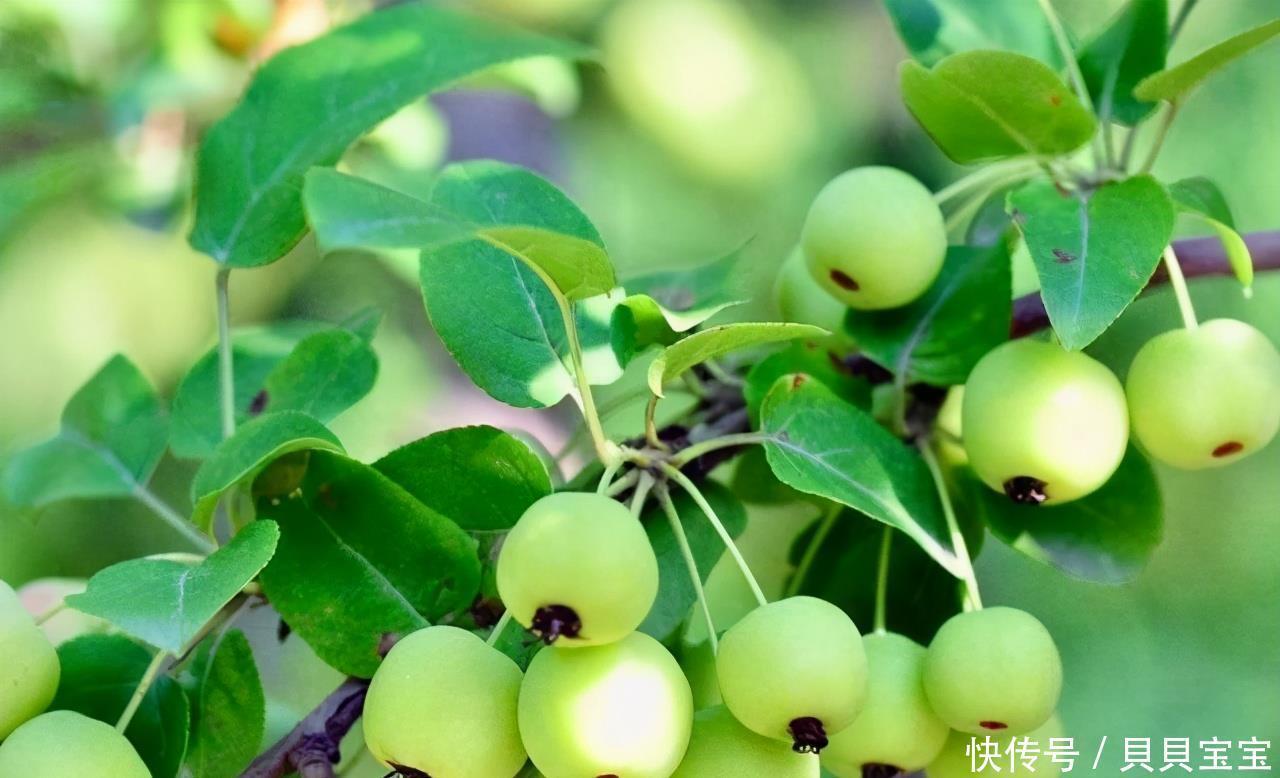 早好|聪明的人都在吃3种食物,补充营养、延缓衰老,早吃早好!