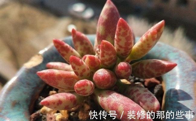 多肉植物|多肉水泡系列悄然走红，斑纹醒目的梅花鹿水泡成热门