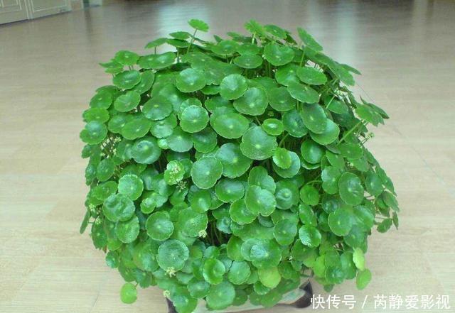 4种贵气花,个个富贵吉祥,再不喜欢也要养一盆