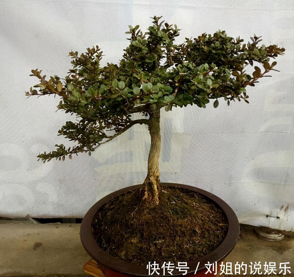 100年的黄杨盆景是怎么养出来的,我总结了下面这些老师傅经验
