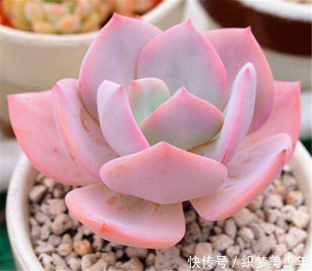 5种莹白如玉的白的白色多肉,洁白无瑕纯洁典雅,新手也能养得好