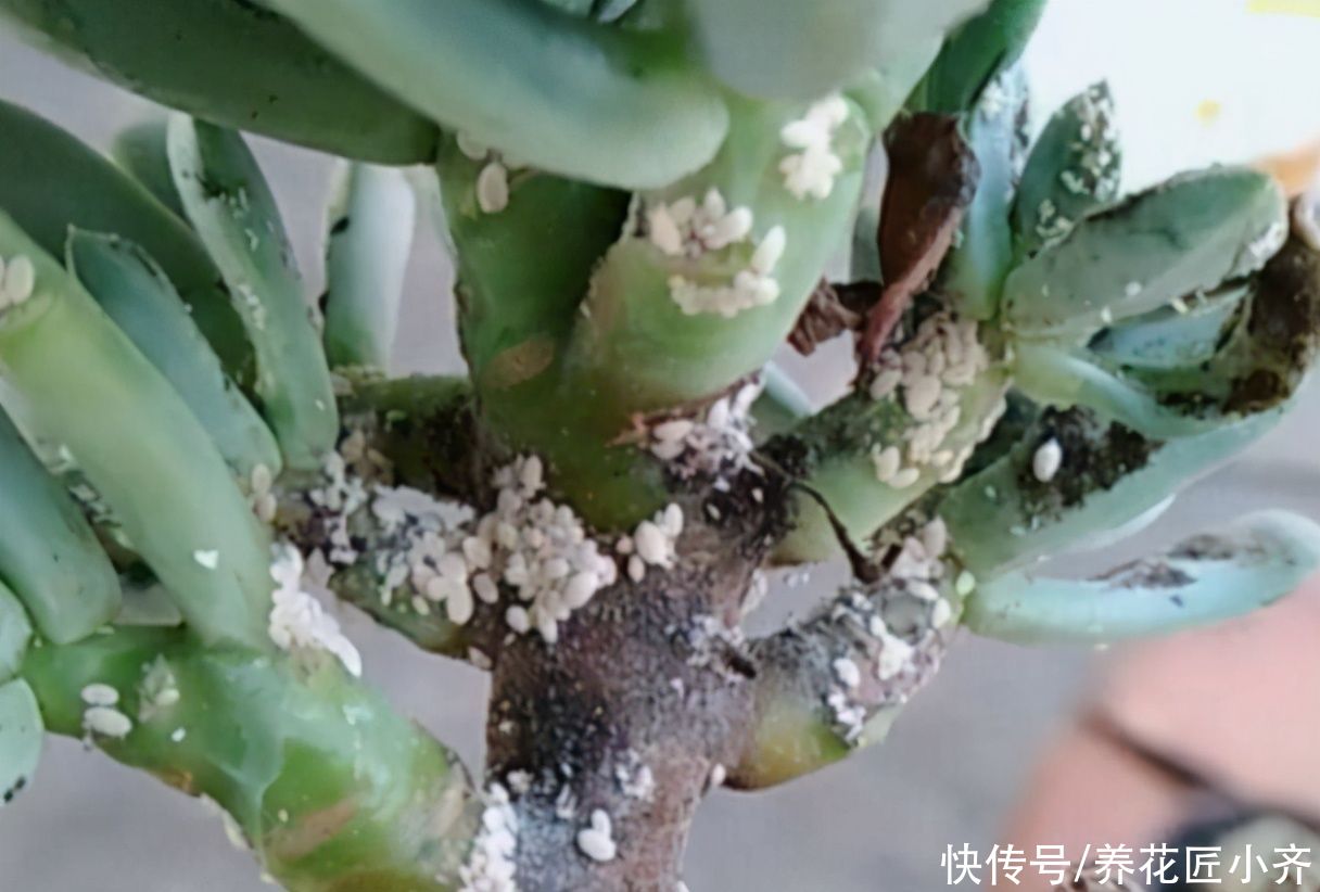 輕松|蚧殼蟲(chóng)夏季頻繁發(fā)生，教你2個(gè)方法，預(yù)防殺滅都輕松