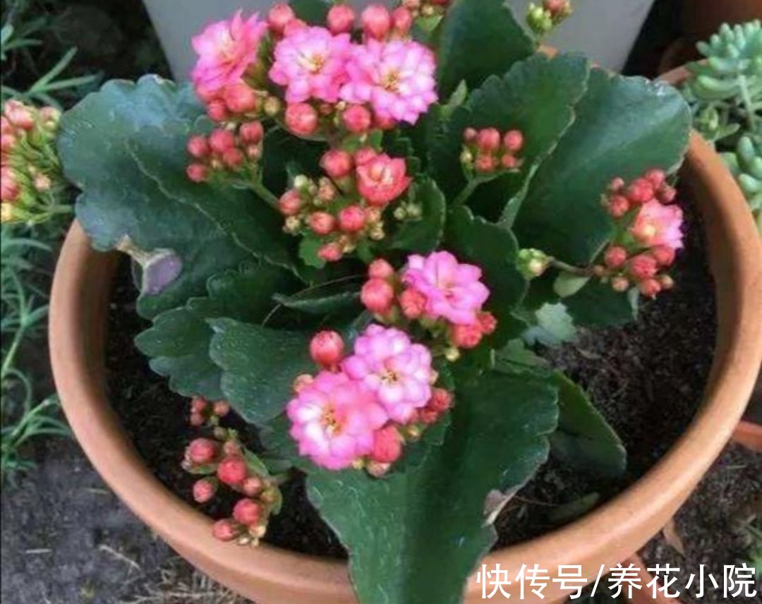 花苞|9月养长寿花，4种错误养护，会影响植株孕育花苞