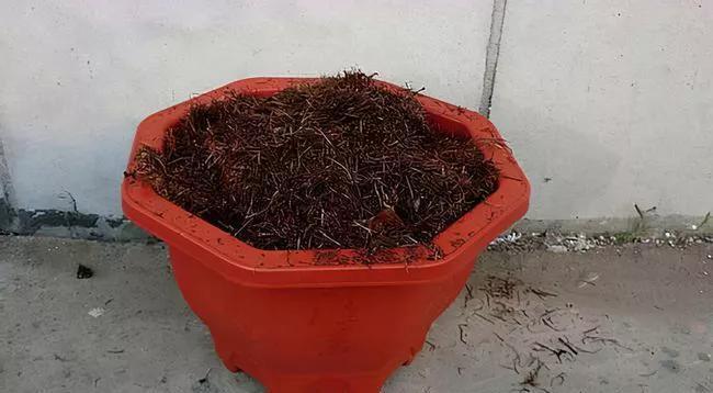 养花，不要乱花冤枉钱，掌握好方法，园土就能变成营养土