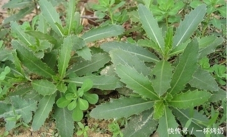 农村野菜“大全”,你认得哪几种?你吃过哪几种?