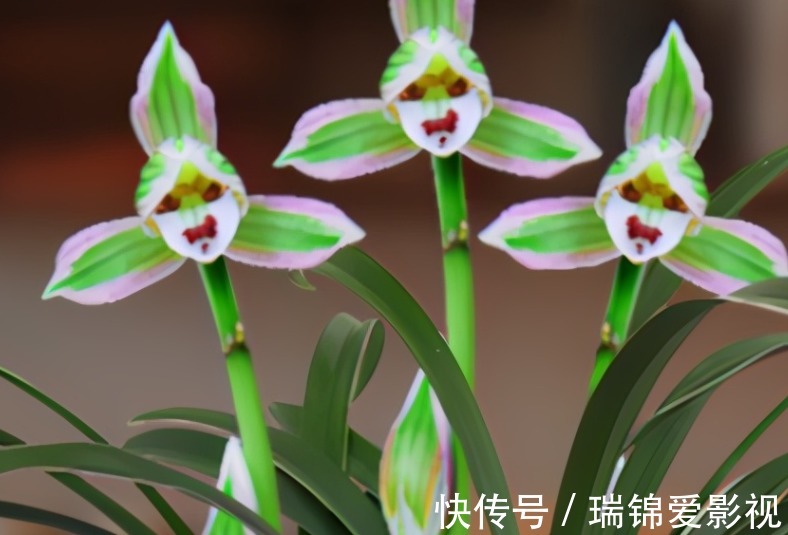 建兰“帝王妃”，花姿优雅，叶带金边，浓香型盆栽里的上上品