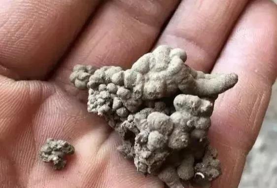 适应能力|养绿萝,这2种“水”换着浇,叶片油亮巴掌大,根茎能比筷子粗